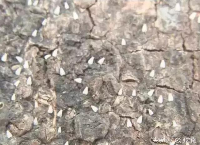 路边上白色的小飞虫是什么,街上突然出现很多小飞虫什么原因