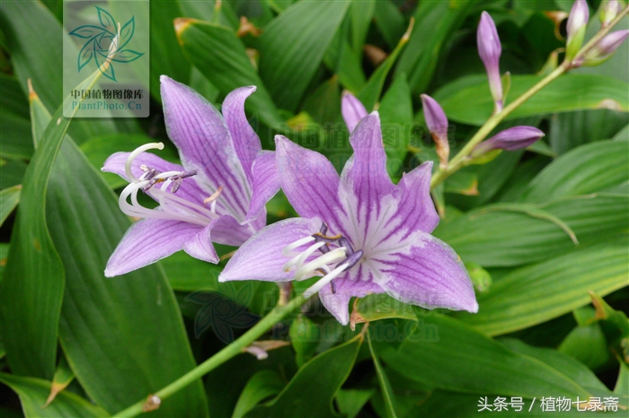 玉簪怎么养护,玉簪的养护方法