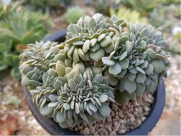 韩国多肉好卖吗,韩国奶酪多肉与国内区别