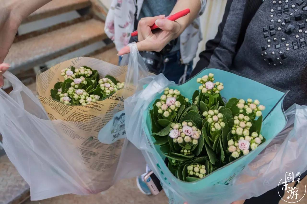 逛南京花卉市场视频,南京夫子庙花鸟鱼虫市场