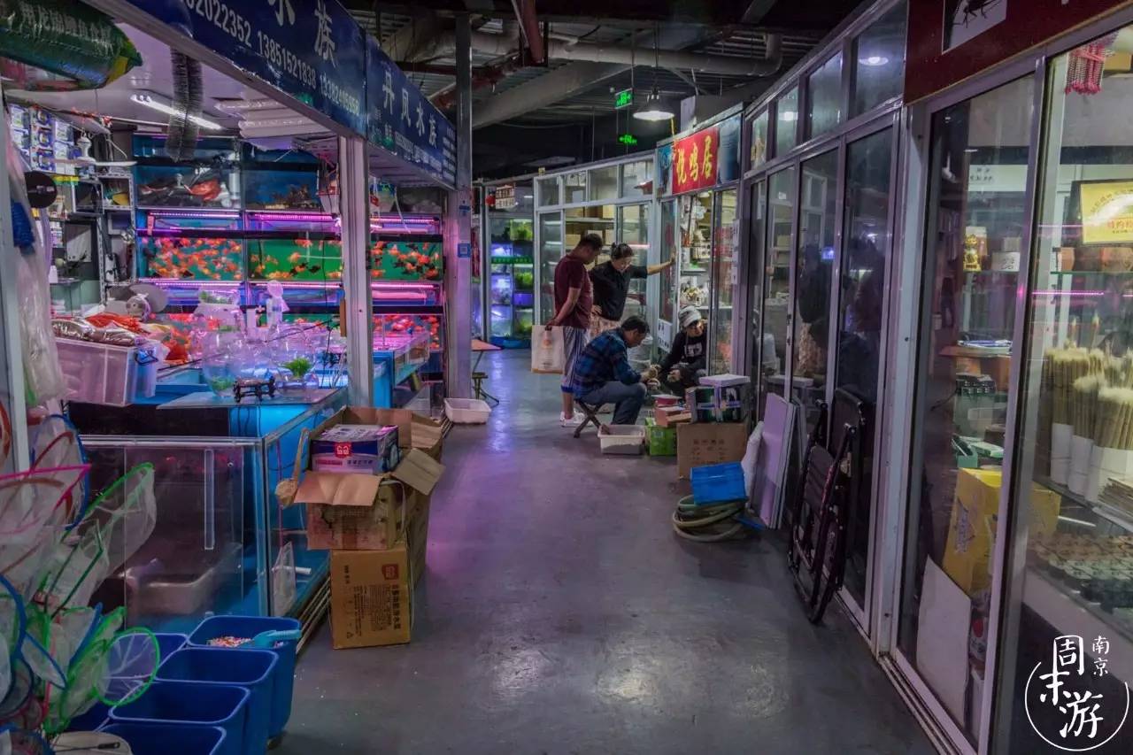 南京花鸟鱼虫市场,南京最大的花鸟虫市场