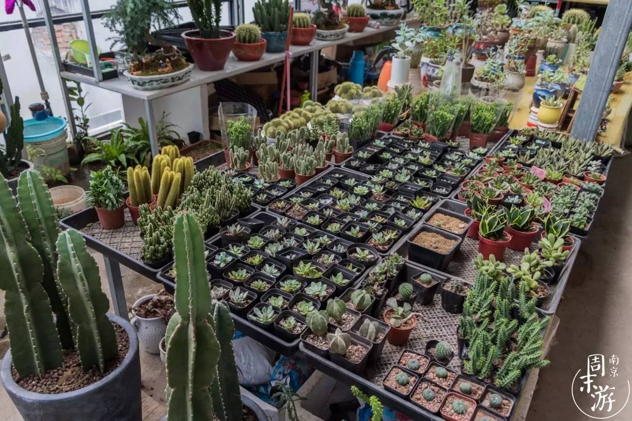 逛南京花卉市场视频,南京夫子庙花鸟鱼虫市场
