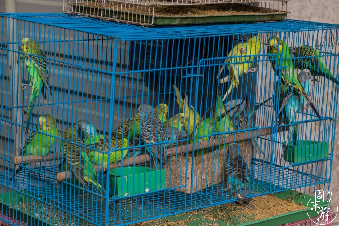 逛花鸟鱼虫市场的视频,南京花鸟鱼虫市场