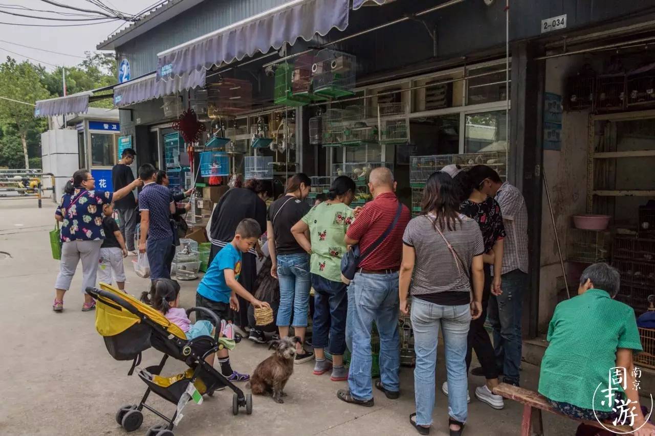 逛花鸟鱼虫市场的视频,南京花鸟鱼虫市场
