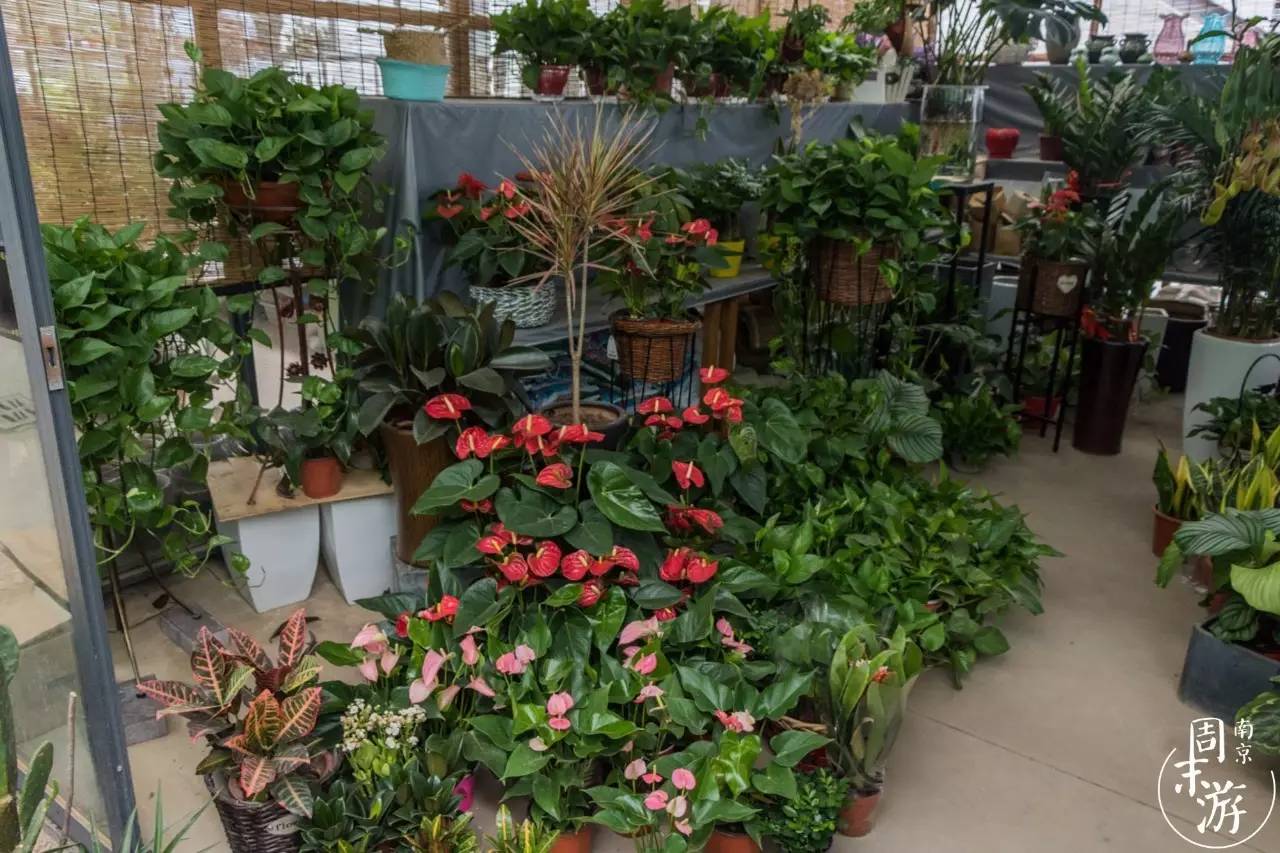 南京的花鸟市场在什么地方,南京夫子庙花鸟鱼虫市场