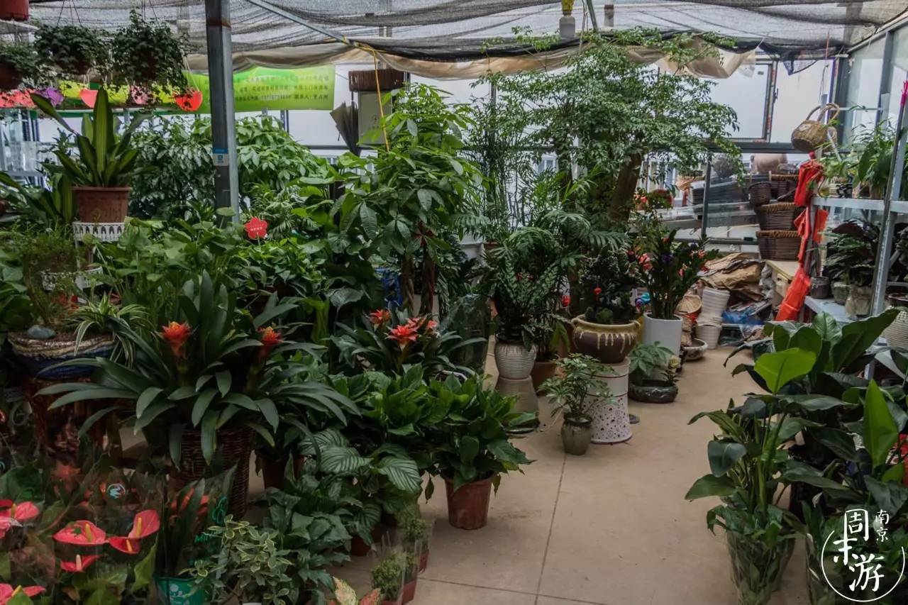 南京有几个花鸟鱼虫市场,南京湿地公园花鸟鱼虫市场在哪里