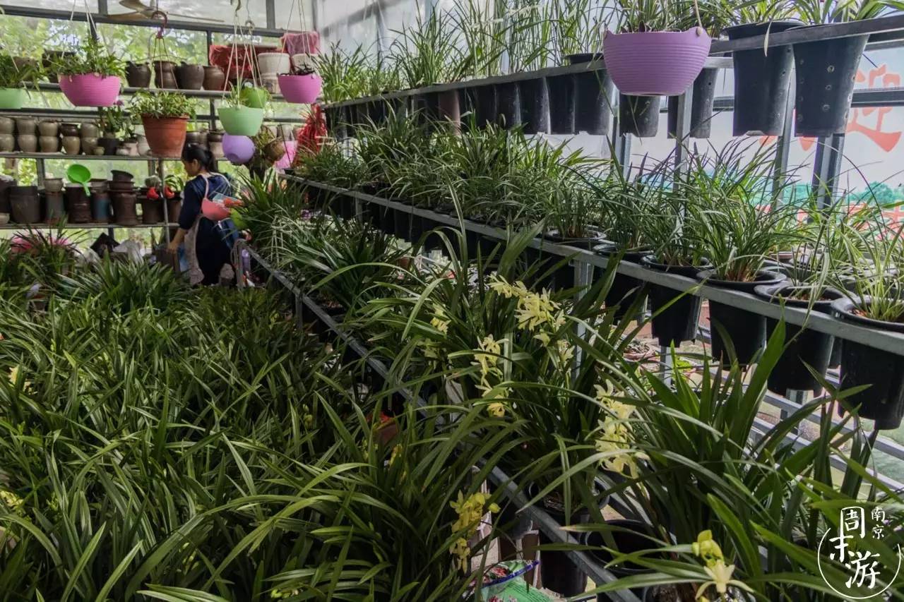 南京有几个花鸟鱼虫市场,南京湿地公园花鸟鱼虫市场在哪里