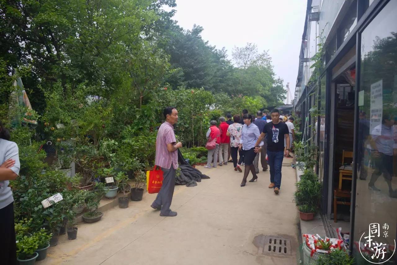 逛花鸟鱼虫市场的视频,逛各种花鸟市场