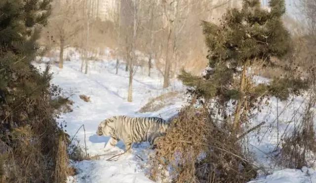 初冬掠影,哈尔滨的冬日魅力