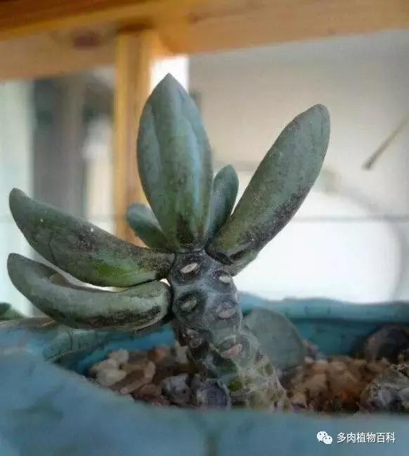 多肉菌类病怎么治,多肉的病虫草害主要有哪些