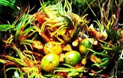 苏铁的产地分布,苏铁原产在哪里