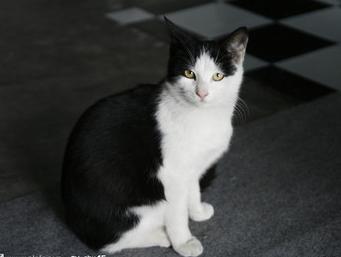 猫取什么名字最可爱又仙气,古人给黑毛金眼猫取名