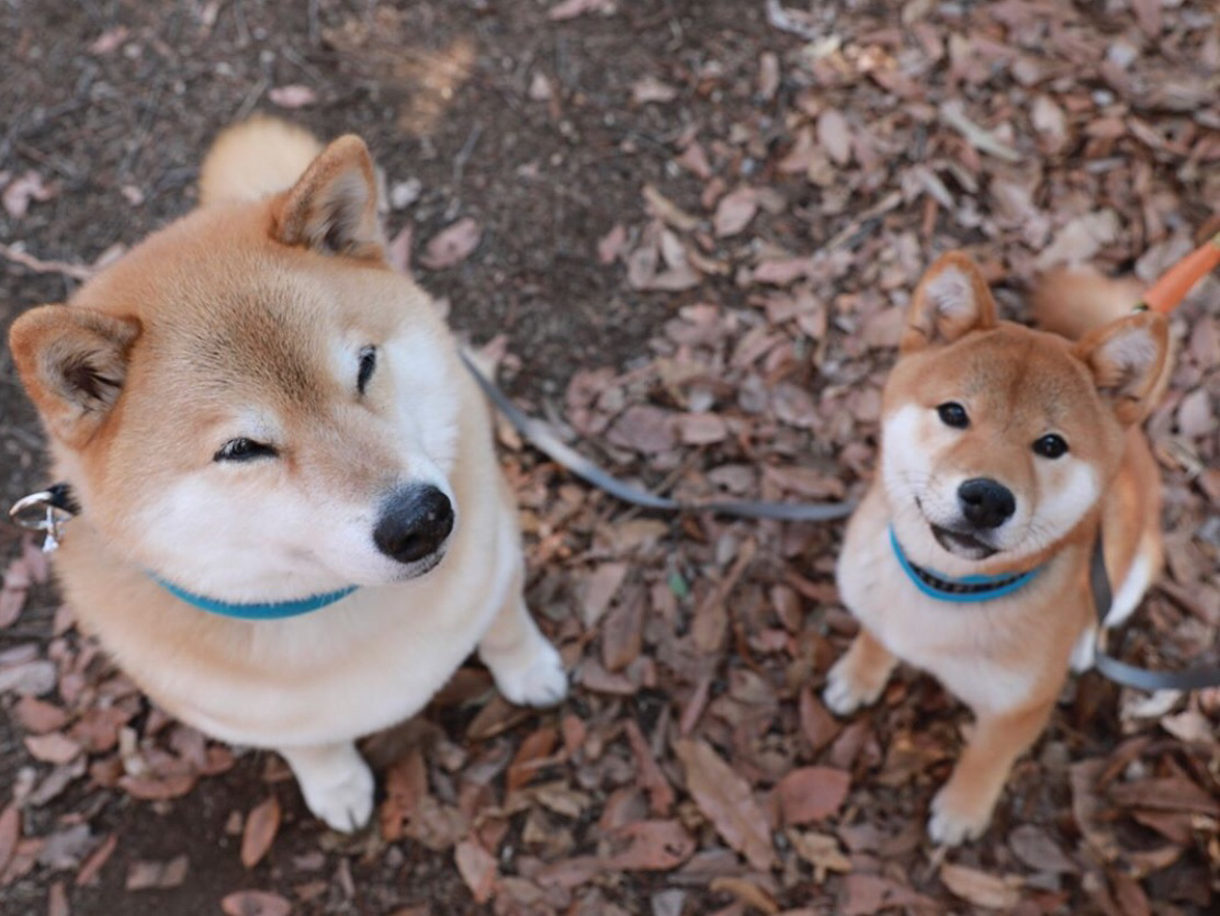 养宠物家庭必备神器,适合养宠物的家居用品
