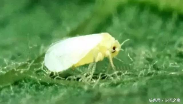 路边上白色的小飞虫是什么,街上突然出现很多小飞虫什么原因