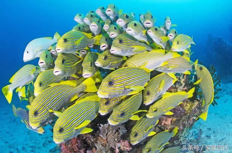 东南亚最适合潜水的海岛,6个绝美免签海岛