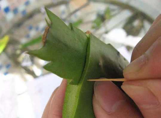 老花匠养的仙人掌,老花匠讲养花