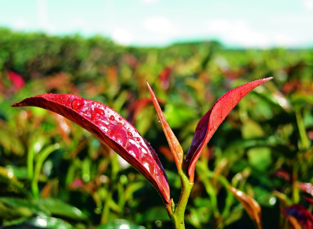 长见识认识植物,茶树叶片分为哪几种