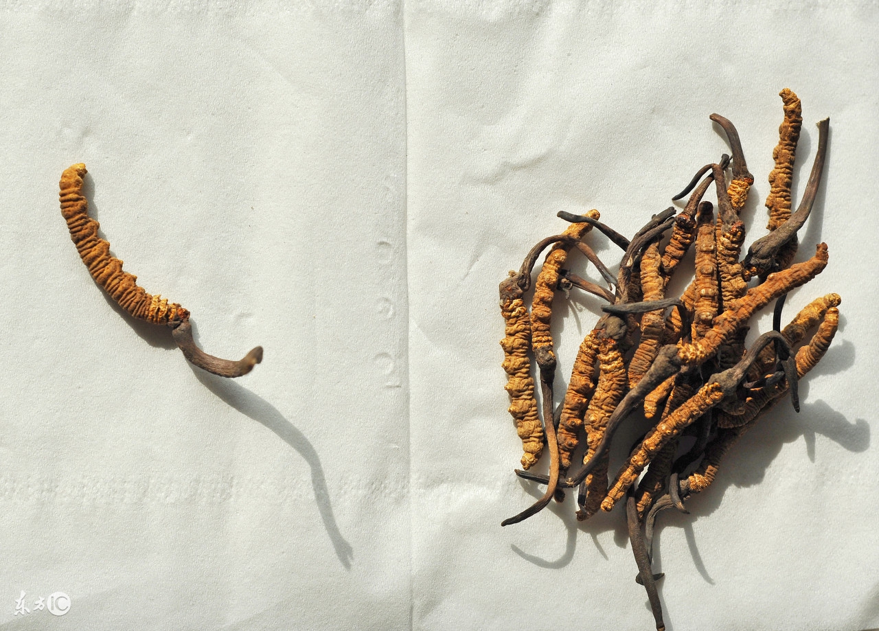 冬虫夏草真的很补身体吗,冬虫夏草炖什么汤最补