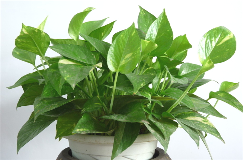 绿萝对室内环境的作用,绿萝在室内对人体有什么伤害吗