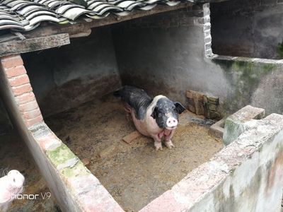 荣耀v9华为手机,华为手机荣耀v9怎么样