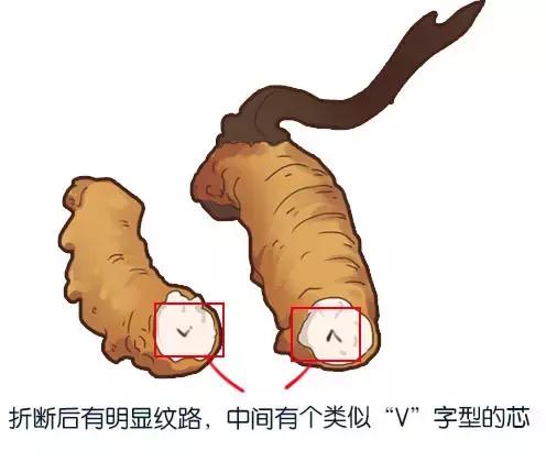 冬虫夏草真的很补身体吗,冬虫夏草炖什么汤最补