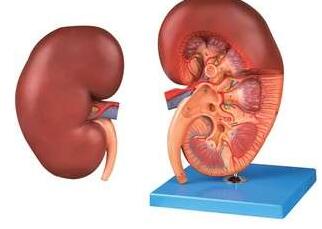 巧食蛋白保肾功?之慢性肾脏病的营养治疗法