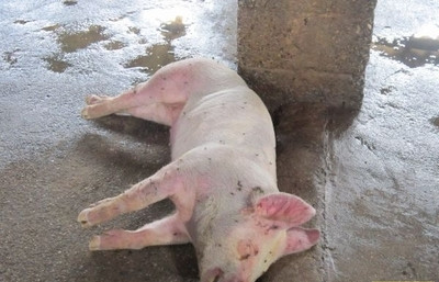 猪突然倒地呼吸困难死亡,中猪突然倒地的原因