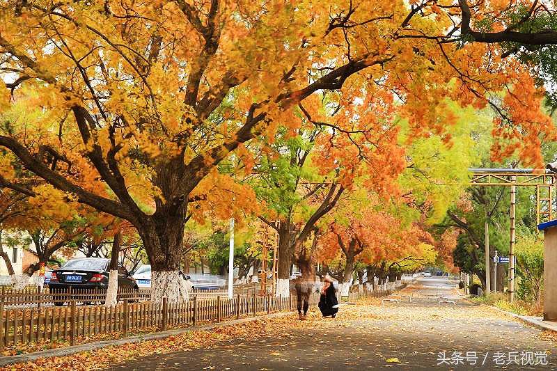 大连的秋天,大连附近秋天值得去的城市