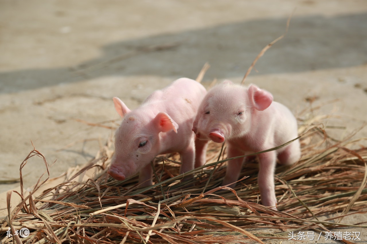 母猪难产掏不出来该怎么办,母猪难产掏完了不吃食咋办