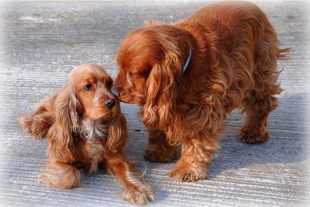 有74种狗狗非常友善，有没有你喜欢的？