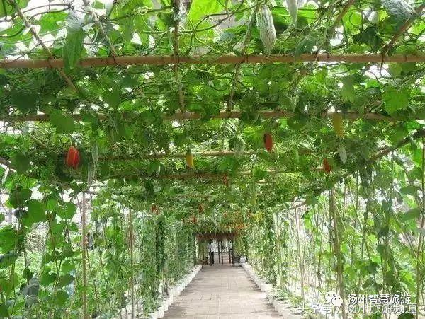 扬州农家乐游玩攻略,扬州十大最美农家乐