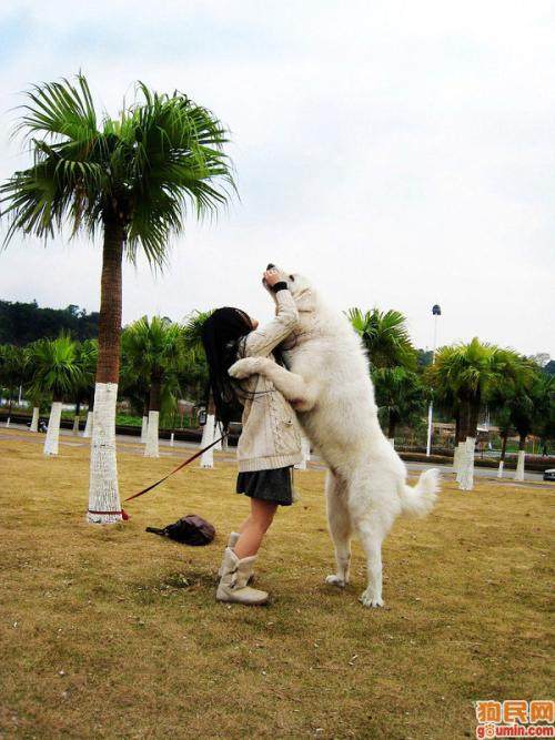 世界名犬大白熊犬,最大的大白熊犬