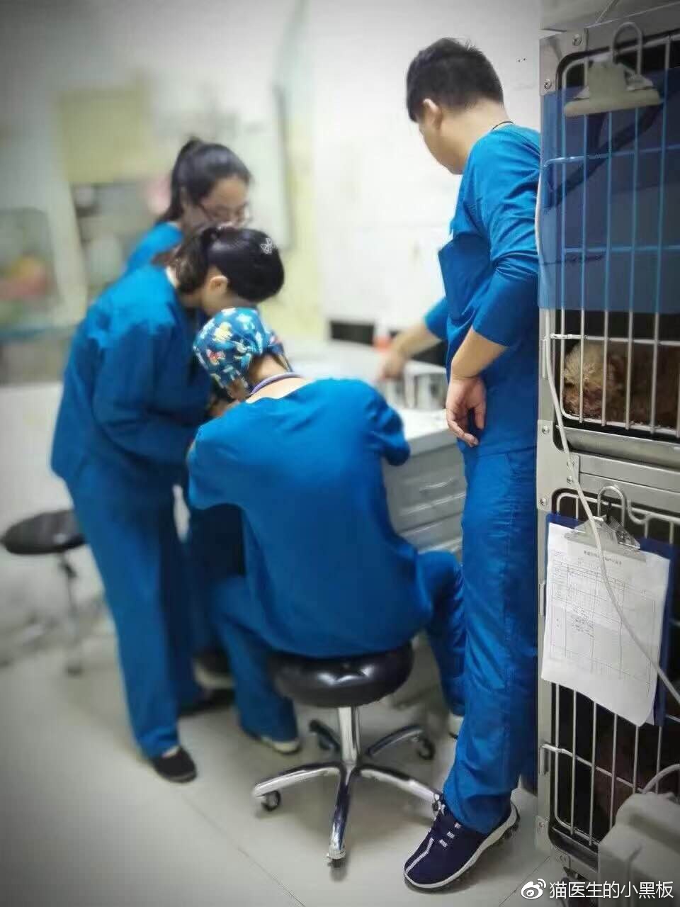 怎么看兽医靠不靠谱,不靠谱的小兽医