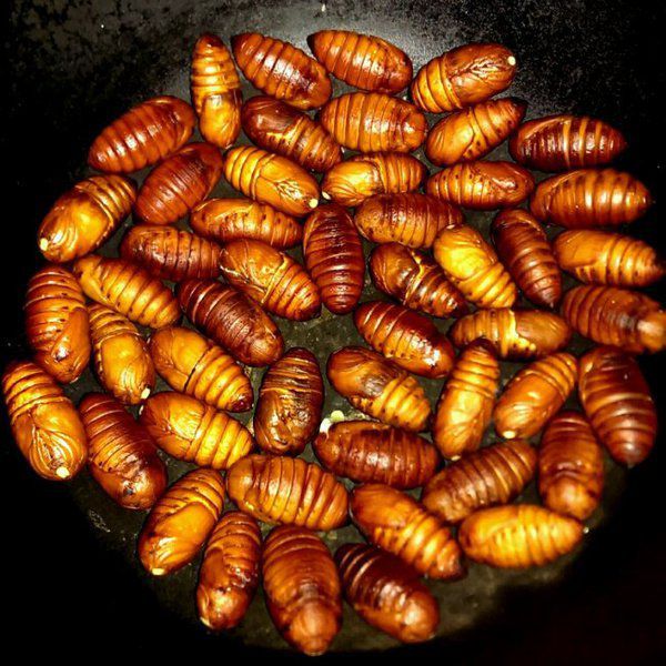 这些美味的虫子你敢吃吗,盘点可以吃的虫子