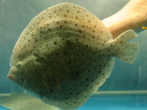 有什么常吃的海鱼无法人工养殖,最值得养的十种海鱼