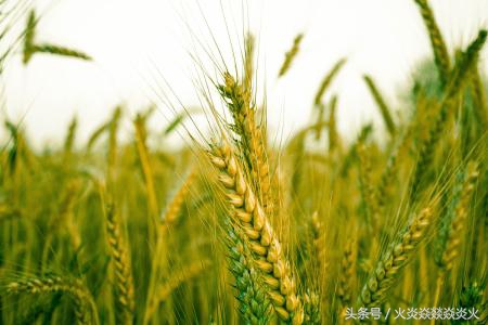 小麦包衣助高产,小麦包衣