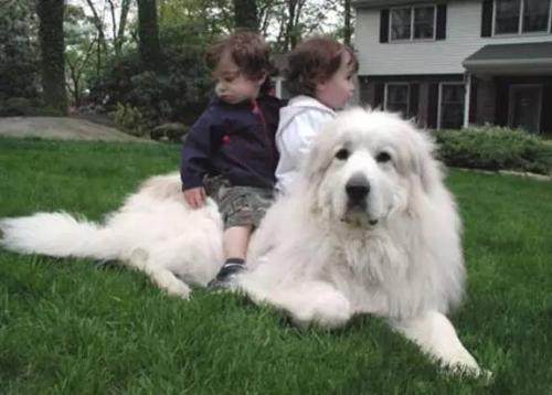 世界名犬大白熊犬,最大的大白熊犬