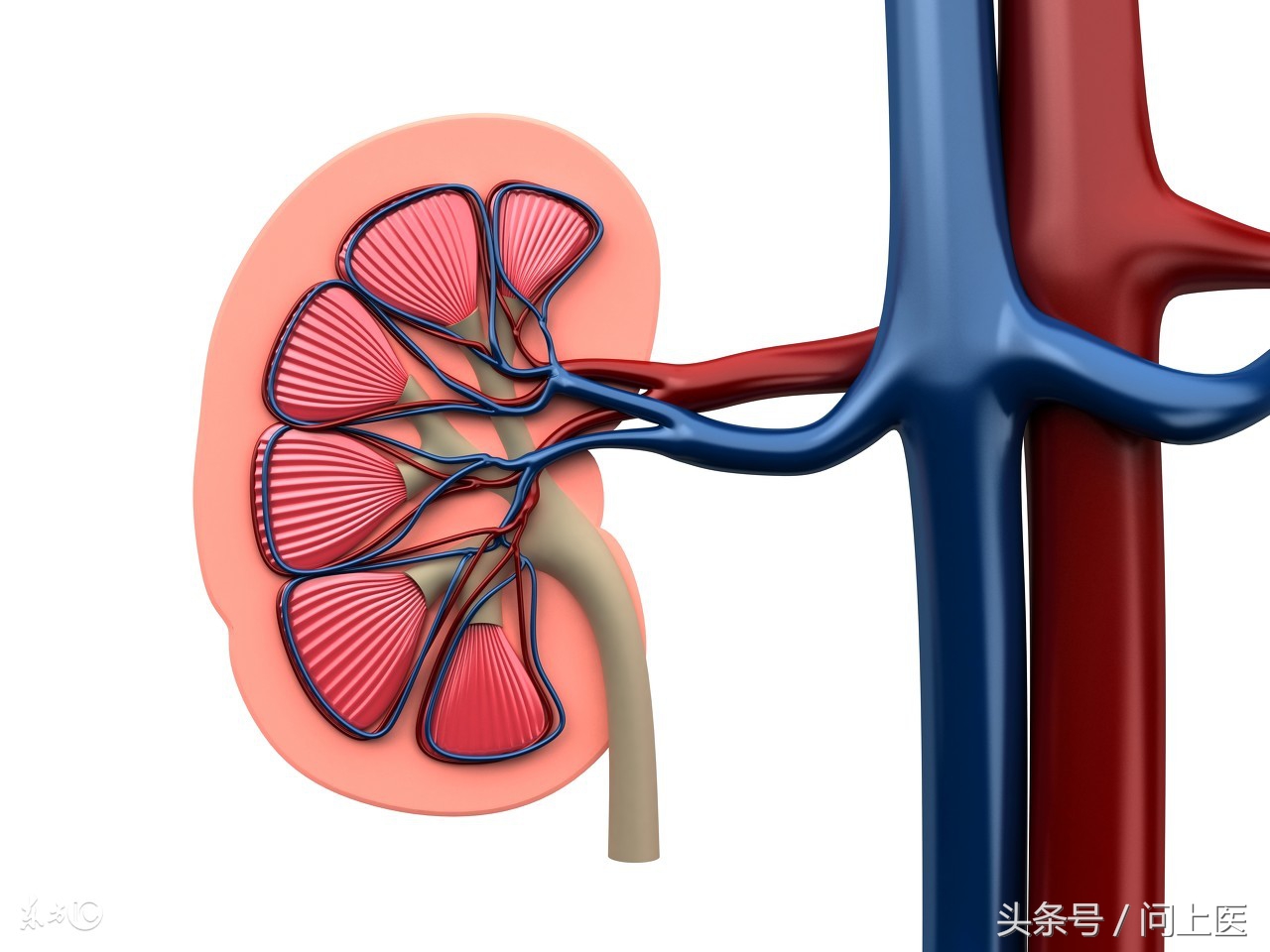 尿蛋白高肾病综合征最快解决方法,高血压肾病尿蛋白3+会出现水肿吗