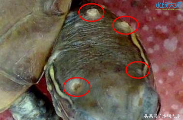 龟身上起白点怎么治,龟的头部有白色豆腐渣用什么药好