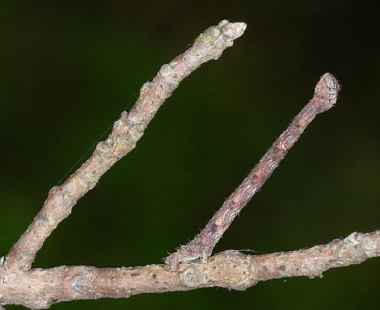 常见的大虫子科普,盘点那些你没见过的虫子