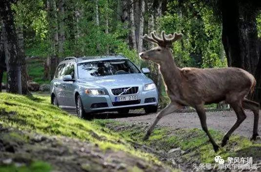 高速撞了动物要报警吗,高速路上不小心撞了东西该怎么办