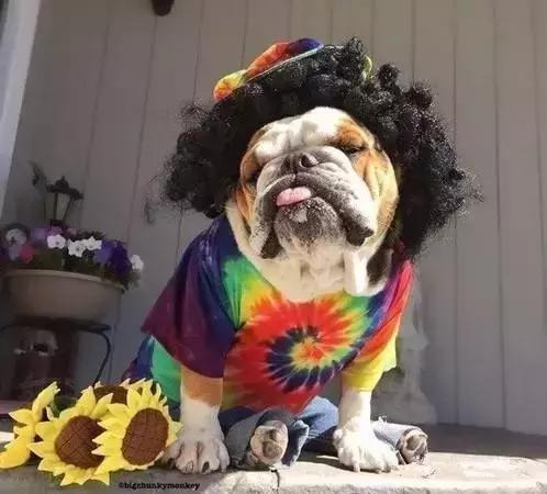 纯种英斗吃什么,英斗吃啥