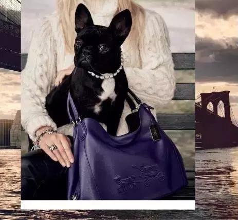 这些宠物都在背LV，你还敢抱怨自己像狗一样累？