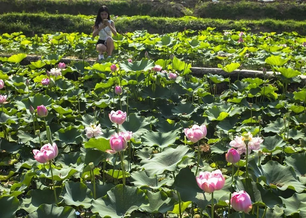 凤凰谷怎么玩,凤凰谷自驾攻略