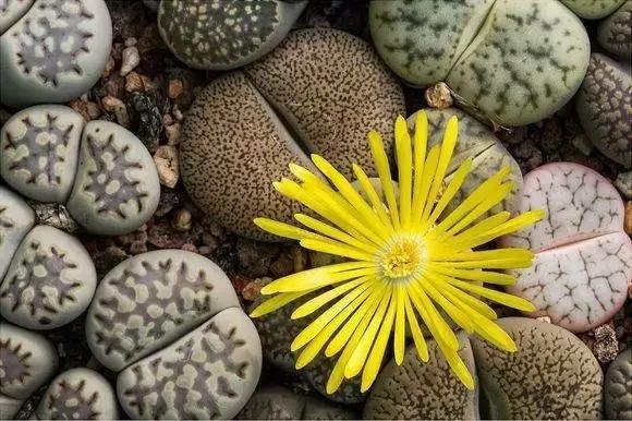 南非秘宝,遗落在世间的宝藏