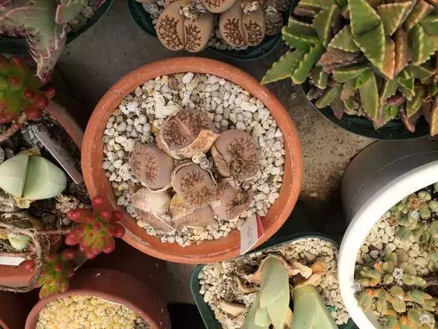 南非秘宝,遗落在世间的宝藏