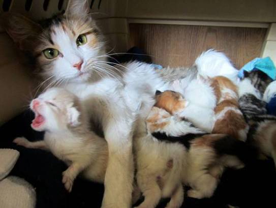 猫咪怀孕期间,这些事情你必须要知道!