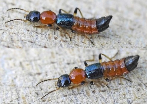 常见的大虫子科普,盘点那些你没见过的虫子