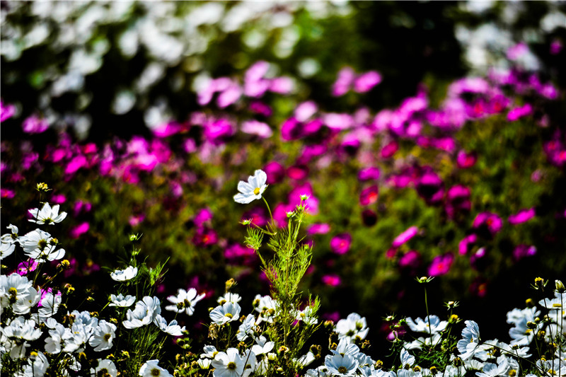 肃北七彩花海,肃北百亩花海在哪里