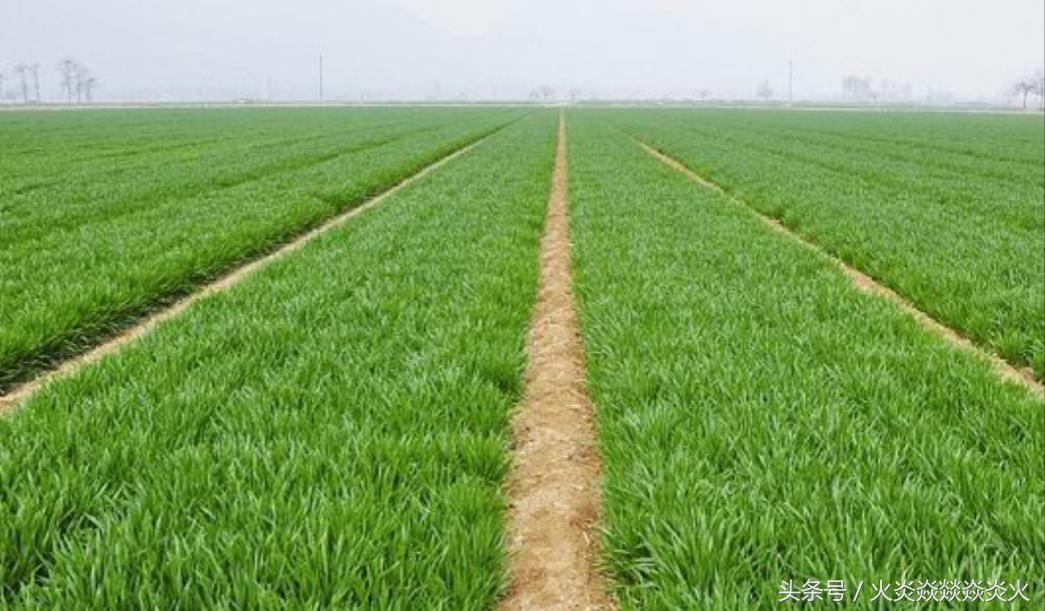 小麦包衣,小麦种包衣